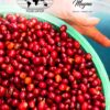 Volcanic Explosion - Pacamara Washed