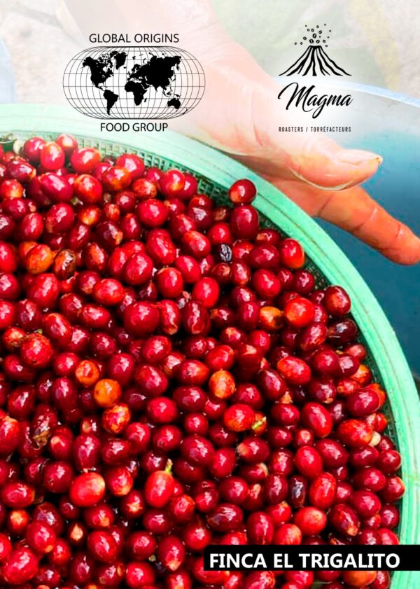 Volcanic Explosion - Pacamara Washed