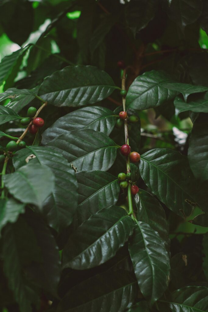Caféier chargé de cerises vertes et rouges