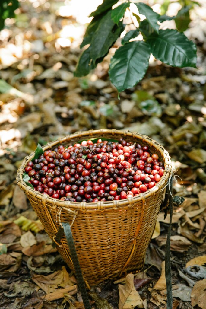 Panier de cerises de café mûres cueillies à la main