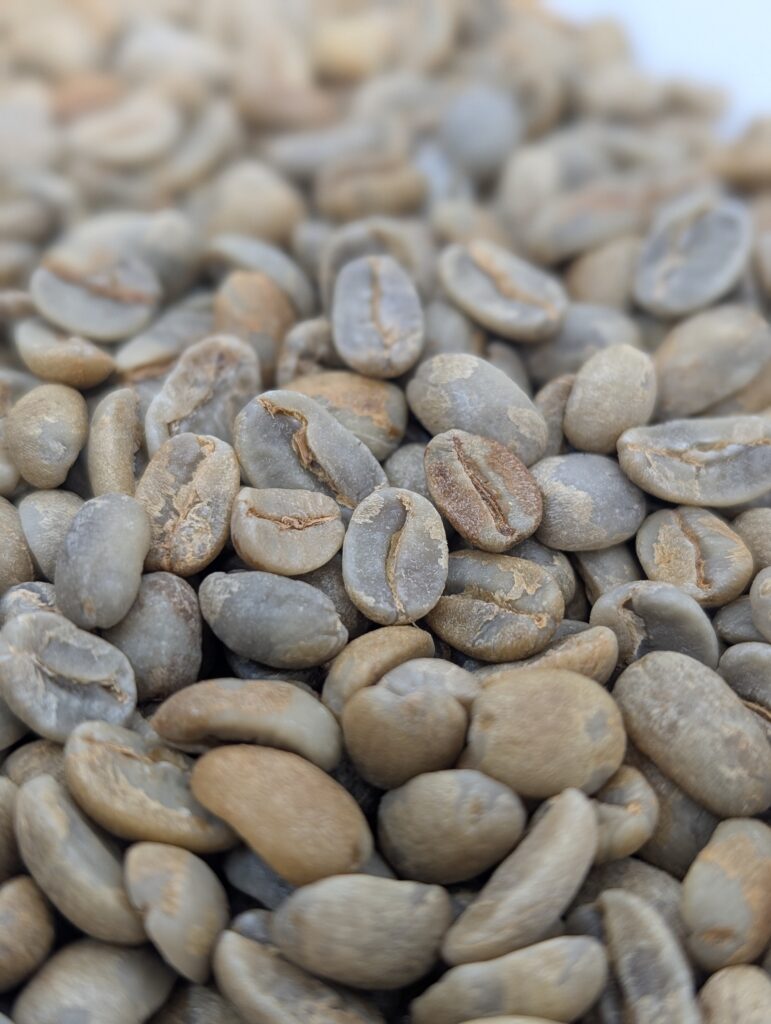 Grains de café vert du Salvador