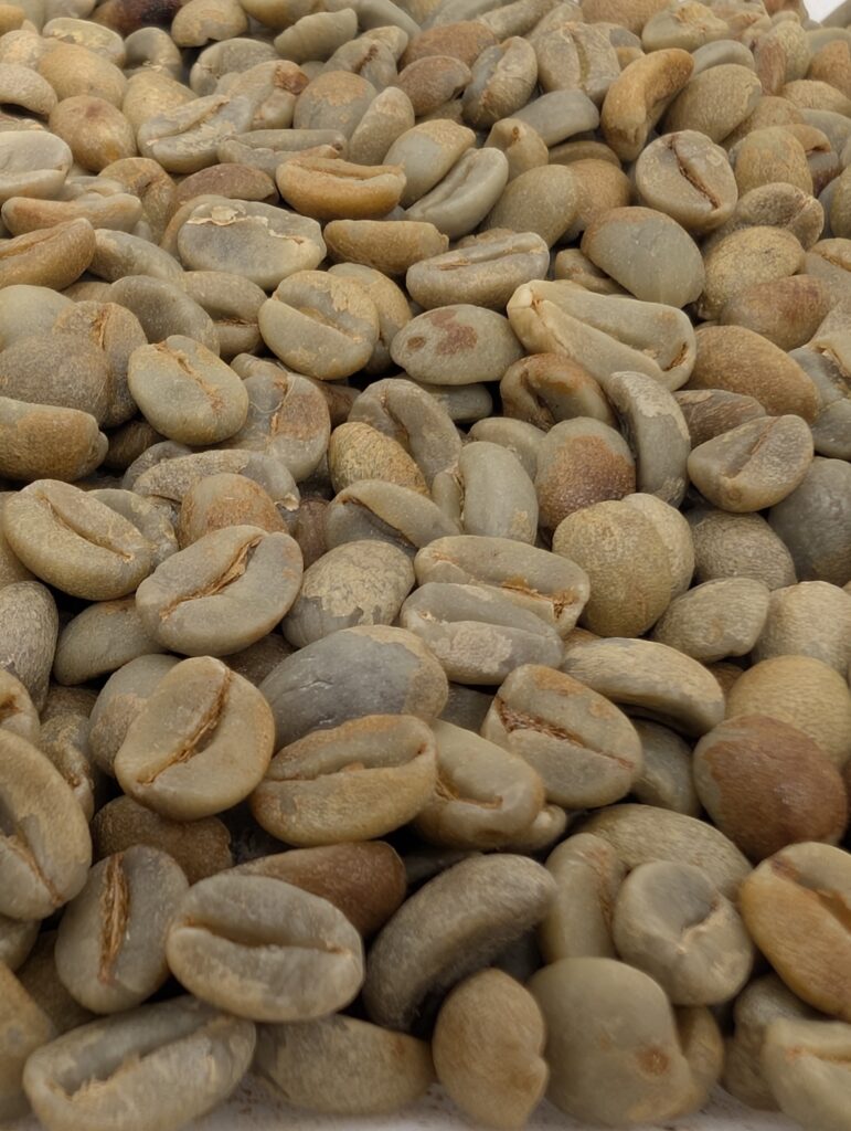 Grains de café vert du Salvador